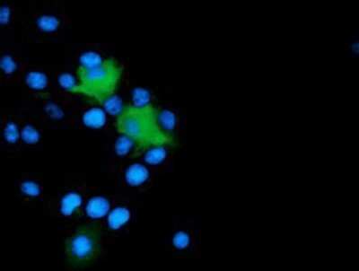 Flow Cytometry: MICAL1 Antibody (OTI6H4) - Azide and BSA Free [NBP2-72670]
