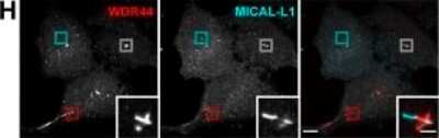 Immunocytochemistry/ Immunofluorescence: MICALL1 Antibody [H00085377-B01P]