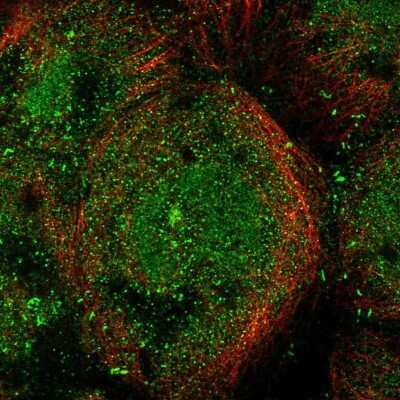Immunocytochemistry/ Immunofluorescence: MICALL1 Antibody [NBP1-81386]