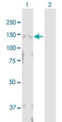 Western Blot: MICALL1 Antibody [H00085377-B01P]
