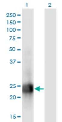 Western Blot: MID1IP1 Antibody (8G8) [H00058526-M01]