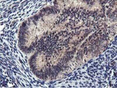 Immunohistochemistry: MIER2 Antibody (OTI3G7) - Azide and BSA Free [NBP2-72683]