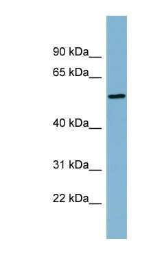 Western Blot: MIER2 Antibody [NBP1-56868]