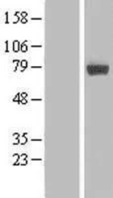 Western Blot: MIER2 Overexpression Lysate [NBL1-13106]
