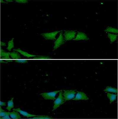 Immunocytochemistry/ Immunofluorescence: MIF Antibody (4E4) - BSA Free [NBP1-04319]
