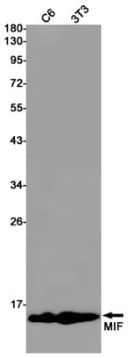 Western Blot: MIF Antibody (S05-8H5) [NBP3-19690]