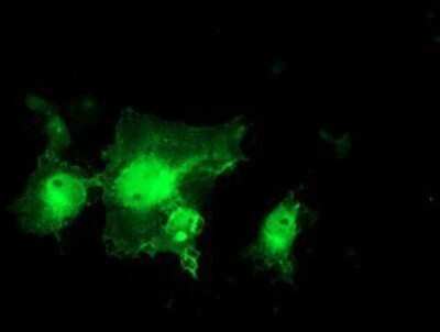 Immunocytochemistry/ Immunofluorescence: MIF4GD Antibody (OTI4C11) - Azide and BSA Free [NBP2-72685]