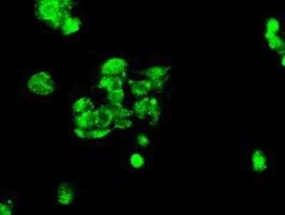 Flow Cytometry: MIG2/Kindlin-2 Antibody (OTI9E4) - Azide and BSA Free [NBP2-72687]