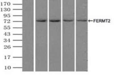 Immunoprecipitation: MIG2/Kindlin-2 Antibody (OTI9E4) [NBP1-47745]