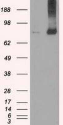 Western Blot: MIG2/Kindlin-2 Antibody (OTI9E4) [NBP1-47745]
