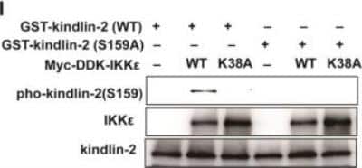 Western Blot: MIG2/Kindlin-2 Antibody (OTI9E4) [NBP1-47745]