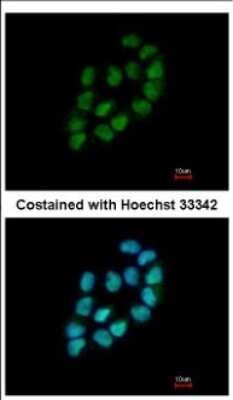 Immunocytochemistry/ Immunofluorescence: MINA Antibody [NBP2-17293]