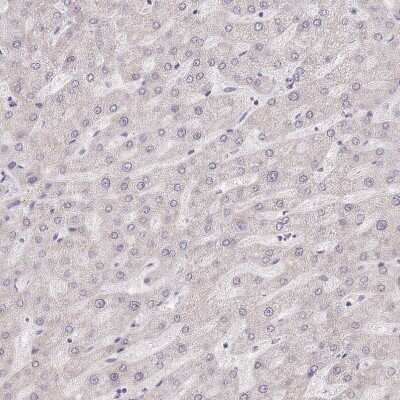 Immunohistochemistry-Paraffin: MINDY2 Antibody [NBP2-14724]