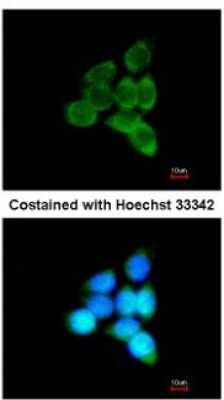 Immunocytochemistry/ Immunofluorescence: MINPP1 Antibody [NBP1-32872]