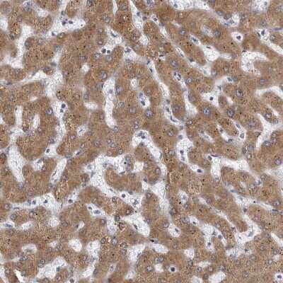 Immunohistochemistry-Paraffin: MINPP1 Antibody [NBP1-82644]