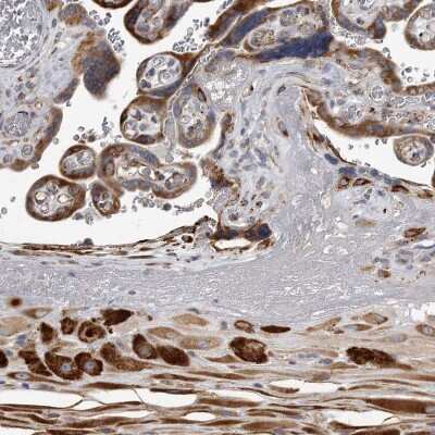 Immunohistochemistry-Paraffin: MINPP1 Antibody [NBP1-82644]