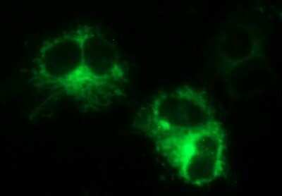 Immunofluorescence: MINPP1 Antibody (OTI1B2) [NBP2-45845]