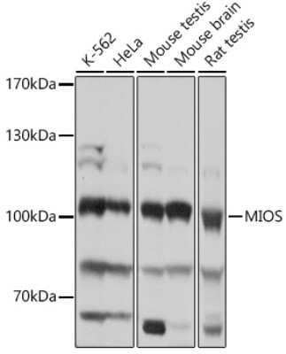 Western Blot: MIOS AntibodyAzide and BSA Free [NBP2-93615]