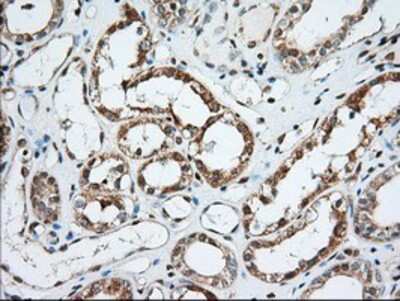 Immunohistochemistry-Paraffin: MIOX Antibody (OTI4G7) [NBP2-02771]