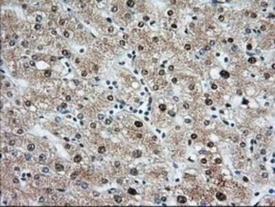 Immunohistochemistry-Paraffin: MIOX Antibody (OTI4G7) [NBP2-02771]