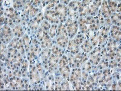 Immunohistochemistry-Paraffin: MIOX Antibody (OTI4G7) [NBP2-02771]