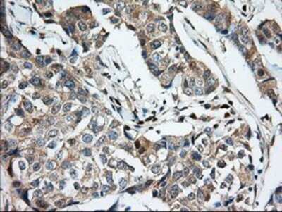 Immunohistochemistry: MIOX Antibody (OTI4G7) - Azide and BSA Free [NBP2-72697]