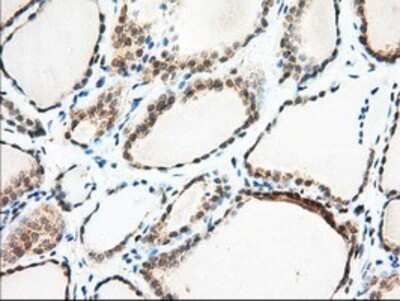 Immunohistochemistry: MIOX Antibody (OTI4G7) - Azide and BSA Free [NBP2-72697]