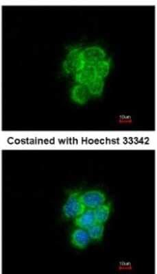 Immunocytochemistry/ Immunofluorescence: MIPEP Antibody [NBP1-32008]