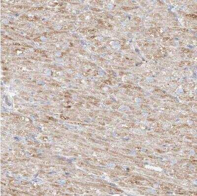 Immunohistochemistry-Paraffin: MIPEP Antibody [NBP1-82647]