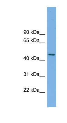 Western Blot: MIPOL1 Antibody [NBP1-57819]