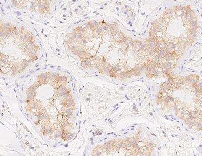 Immunohistochemistry-Paraffin: MIS/AMH Antibody (501) [NBP3-11760]