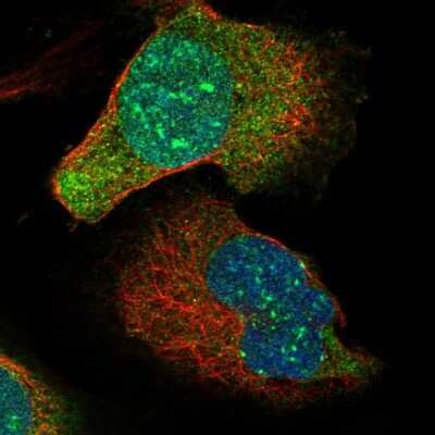 Immunocytochemistry/ Immunofluorescence: MIS18A Antibody [NBP1-88944]