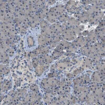 Immunohistochemistry-Paraffin: MIS18A Antibody [NBP1-88943]