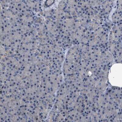 Immunohistochemistry-Paraffin: MIS18A Antibody [NBP1-88944]