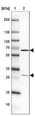 Western Blot: MIS18A Antibody [NBP1-88944]