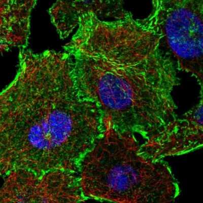 Immunocytochemistry/ Immunofluorescence: MISP1 Antibody [NBP2-38955]