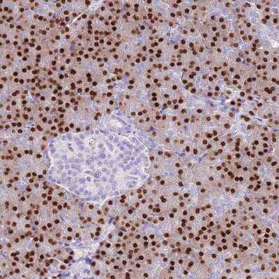 Immunohistochemistry-Paraffin: MIST1 Antibody [NBP2-30979]