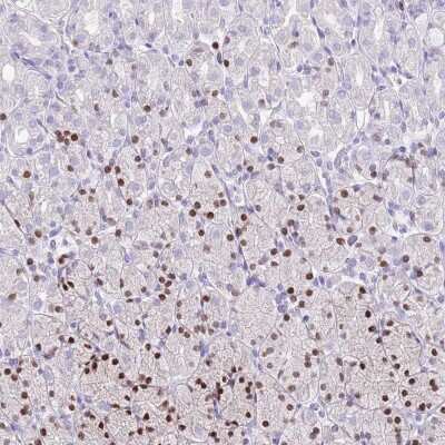 Immunohistochemistry-Paraffin: MIST1 Antibody [NBP2-30979]