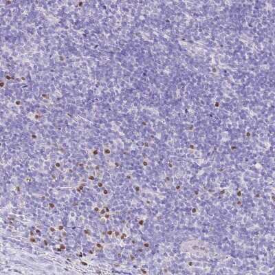 Immunohistochemistry-Paraffin: MIST1 Antibody [NBP2-30979]
