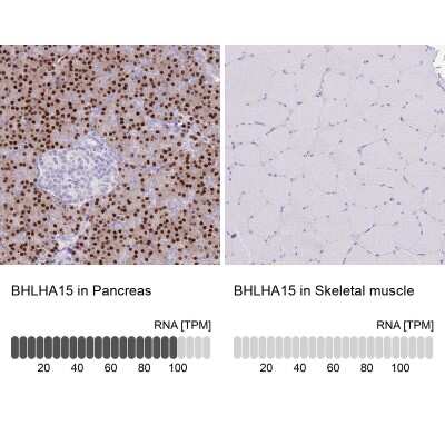 Immunohistochemistry-Paraffin: MIST1 Antibody [NBP2-30979]