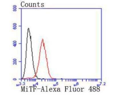 Flow Cytometry: MITF Antibody (JF100-01) [NBP2-66951]
