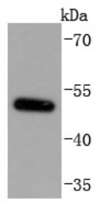 Western Blot: MITF Antibody (JF100-01) [NBP2-66951]