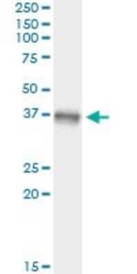 Immunoprecipitation: MKK3/MEK3 Antibody (1D10) [H00005606-M02]