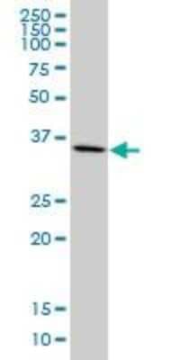 Western Blot: MKK3/MEK3 Antibody (1D10) [H00005606-M02]
