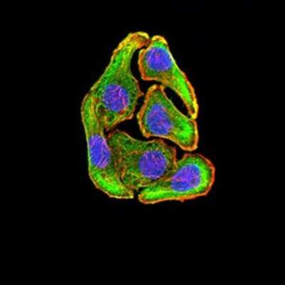 Immunofluorescence: MKK3/MEK3 Antibody (2E12D11) - BSA Free [NBP2-52508]