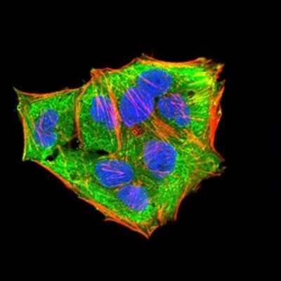 Immunofluorescence: MKK3/MEK3 Antibody (2E12D11) - BSA Free [NBP2-52508]