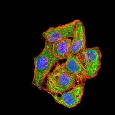 Immunofluorescence: MKK3/MEK3 Antibody (2E12D11) - BSA Free [NBP2-52508]