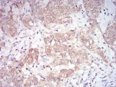Immunohistochemistry-Paraffin: MKK3/MEK3 Antibody (2E12D11) - BSA Free [NBP2-52508]