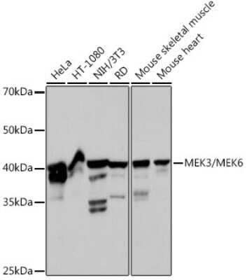 Western Blot: MKK3/MKK6 Antibody (8R1J5) [NBP3-15946]