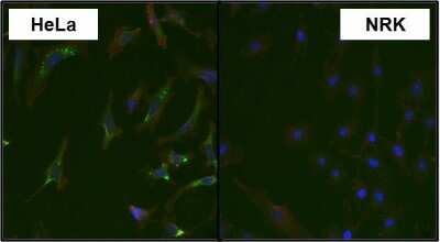 Immunocytochemistry/ Immunofluorescence: MKK4/MEK4 Antibody (2 E4) [NBP2-22482]
